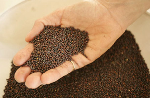 Planta de Aceite de Canola