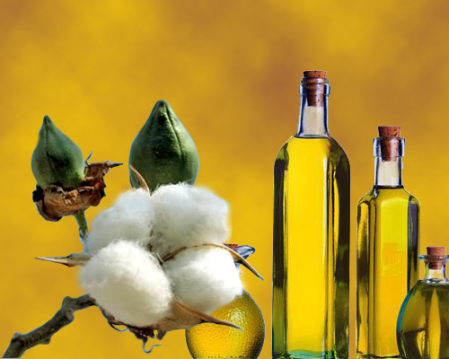El aceite de algodón es muy beneficioso para el organismo.